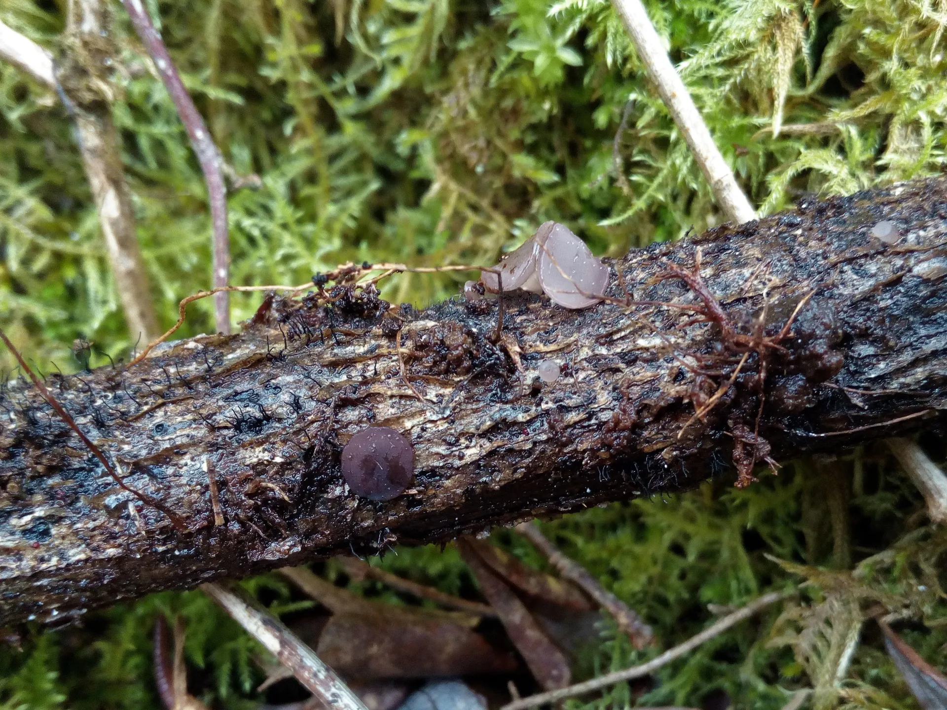 Ombrophila janthina - Ombrophila violacea-18-01-30 (1)
